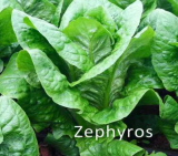Zephyros (P) Lettuce Seeds Romana