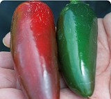 Jaladuro Pepper Seeds Hot