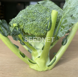 JU-BR316 Broccoli Seeds