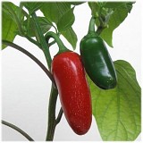 AK-5903- Jalapeno Red Pepper Seeds Hot
