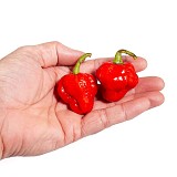 AK-5922-Scotch Bonnet Red Pepper Seeds 1000 seeds