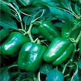 Ademuz Pepper Seeds 500 seeds
