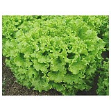 Aquarel (N) Lettuce Seeds 5000 seeds