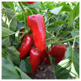 Armageddon Pepper Seeds Kapia Sweet