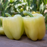 Barbie Pepper Seeds 500 seeds