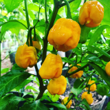 Carolina Reaper Yellow Pepper Seeds Hot