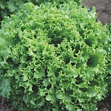 Davidole Lettuce Seeds 5000 seeds
