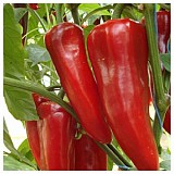 Fiamma F1 Pepper Seeds Kapia Sweet