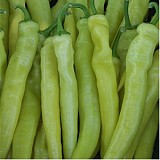 Fortesse Pepper Seeds 1000 seeds