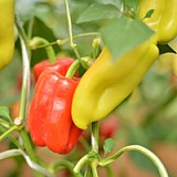 Gypsy Pepper Seeds 1000 seeds