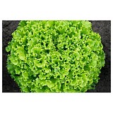 Model Lettuce Seeds Batavia