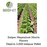 Morris (P) Lettuce Seeds Romana