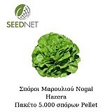 Nogal (P) Lettuce Seeds 5000 seeds
