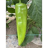 Octavia Pepper Seeds Charleston Sweet