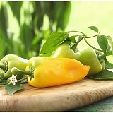 Piruet Pepper Seeds 500 seeds