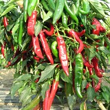 Red Devil Pepper Seeds 1000 seeds