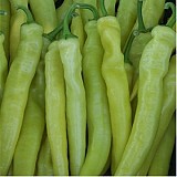Yanka Pepper Seeds Charleston 100 seeds
