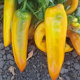 Yellowbar Pepper Seeds Kapia Sweet