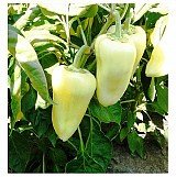 Promontor Pepper Seeds 1000 seeds