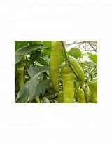Sofiane Pepper Seeds 1000 seeds