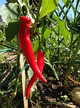 Bolero Pepper Seeds Charleston Sweet