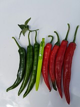Impala Pepper Seeds 5g