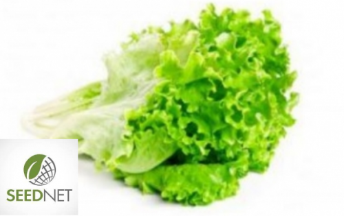 BABY LEAVES SEEDS - Baby Leaf Seeds Verde Batavia - 50gr seeds