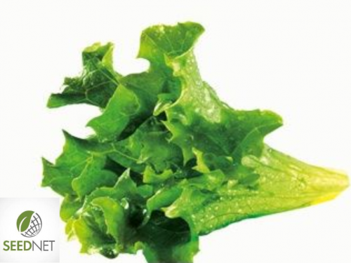 BABY LEAVES SEEDS - Baby Leaf Seeds Lollo Verde - 50gr seeds