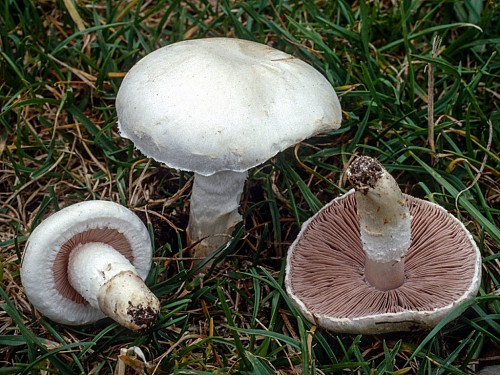 MYCELIUM MUSHROOM - Prataiolo Mycelium Mushrooms - 100gr seeds
