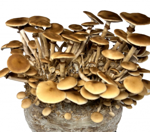 MYCELIUM MUSHROOM - Pioppino Mycelium Mushrooms - 20 seeds seeds