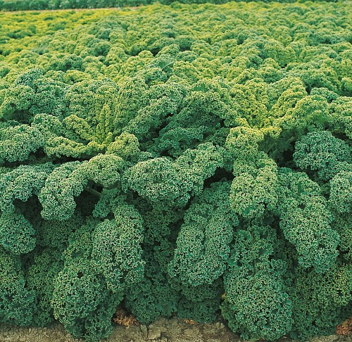 KALE SEEDS - WINTERBOR - 2500 seeds