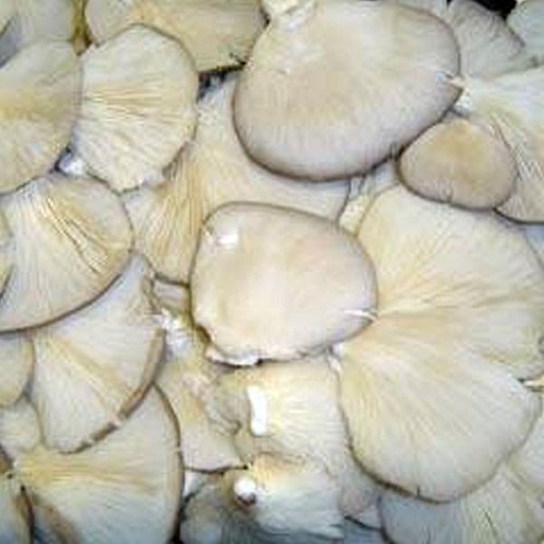 MYCELIUM MUSHROOM - Oyster Mycelium Mushrooms - 100gr seeds