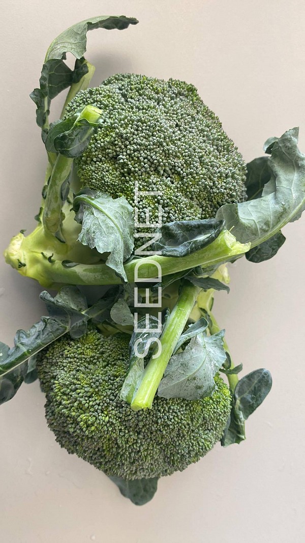 BR212 Broccoli Seeds