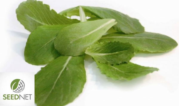 Baby Leaf Seeds Romana