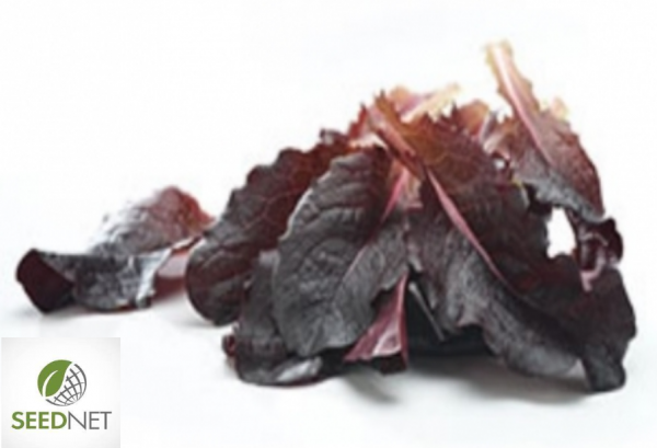 Baby Leaf Seeds Roja Batavia