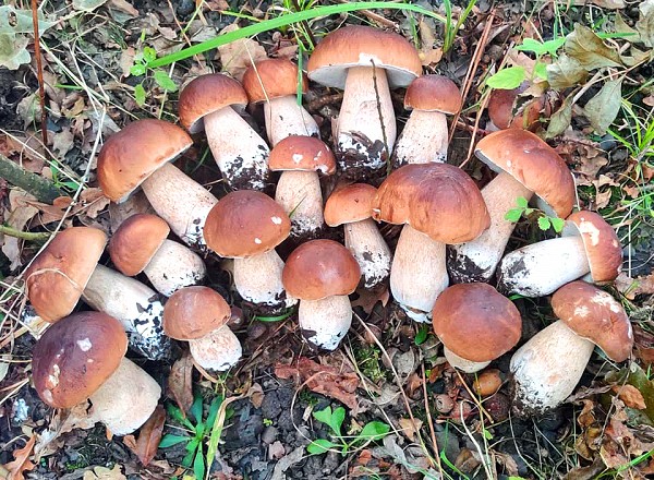 Boleto Mycelium Mushroom