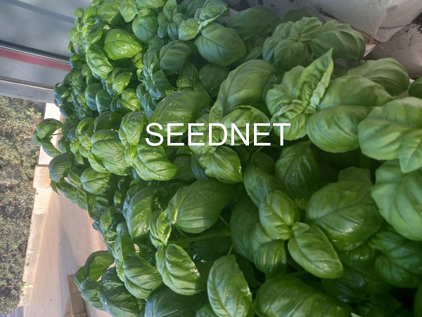 Gervaso(P) F1 Herbs Seeds Basil