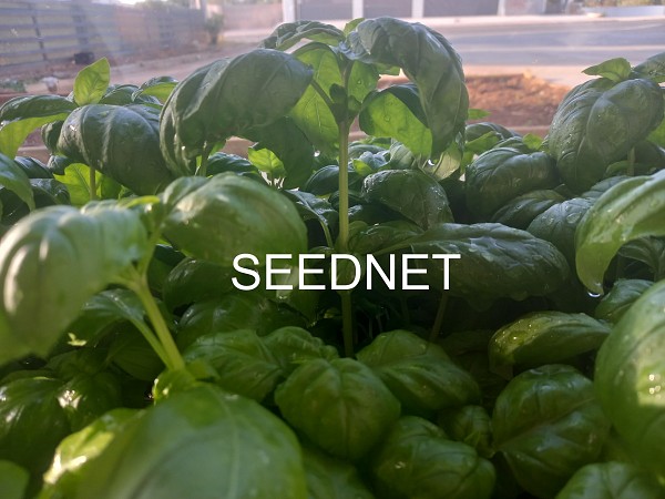 Gervaso(P) F1 Herbs Seeds Basil