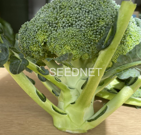 Naxos Broccoli Seeds 10.000
