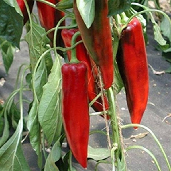 Atris Pepper Seeds Kapia Sweet