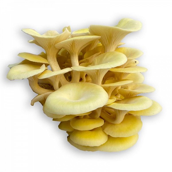 Fungo DellOro Mycelium Mushroom