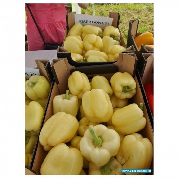 Maradona Pepper Seeds Blocky Creamy
