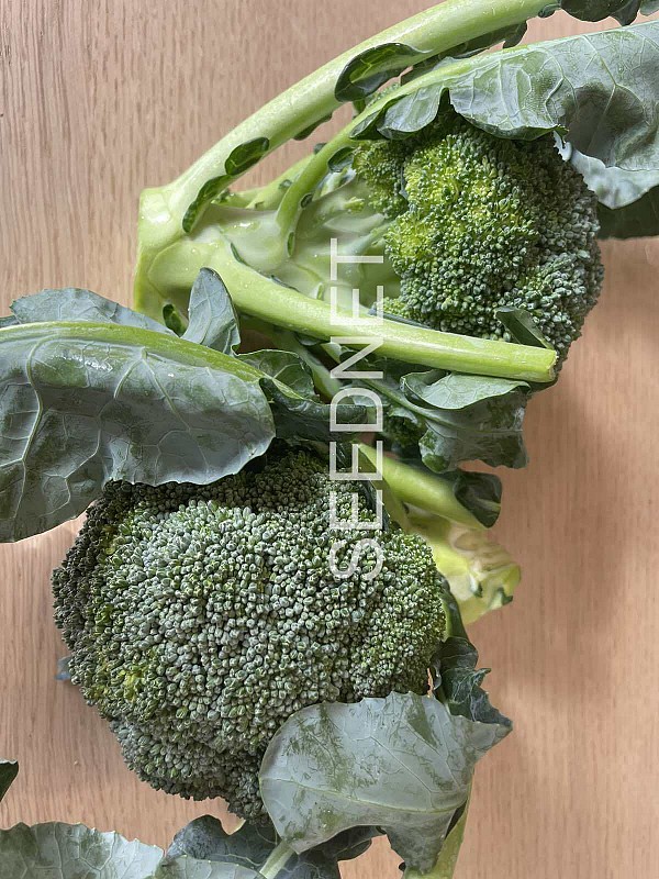 JU-BR316 Broccoli Seeds