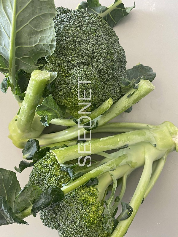 Naxos Broccoli Seeds 10.000