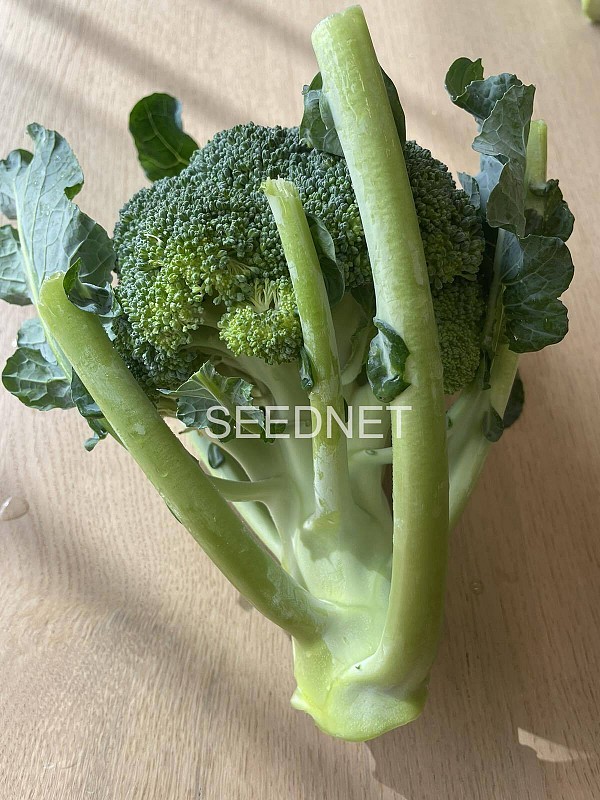 Naxos Broccoli Seeds 10.000