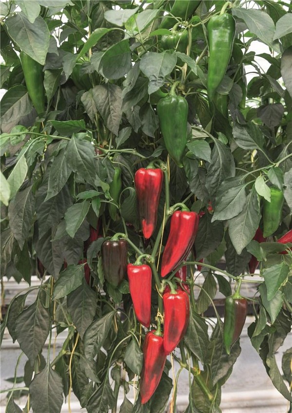 Elzem Pepper Seeds 250 seeds
