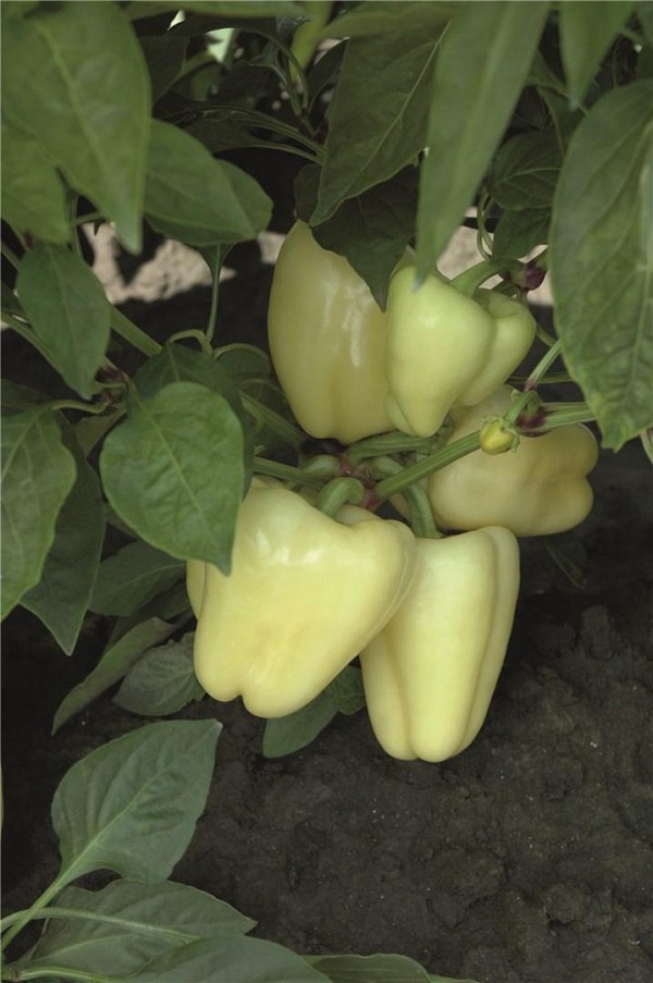 Whitney Pepper Seeds Blocky Creamy