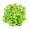 Isira Lettuce Seeds Oak Leaf Green