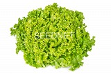 Labiba Lettuce Seeds Lollo Green