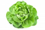 Antedis Lettuce Seeds Butterhead